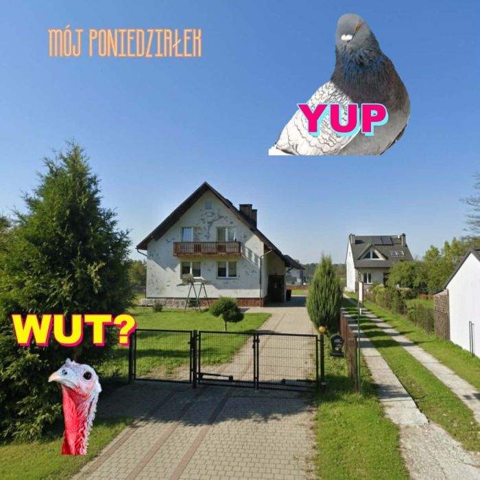 zdjęcie