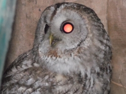1621