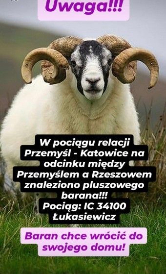 {{img35839.4e1140c6ee994bbb077e2cfff9221fda.jpg}}